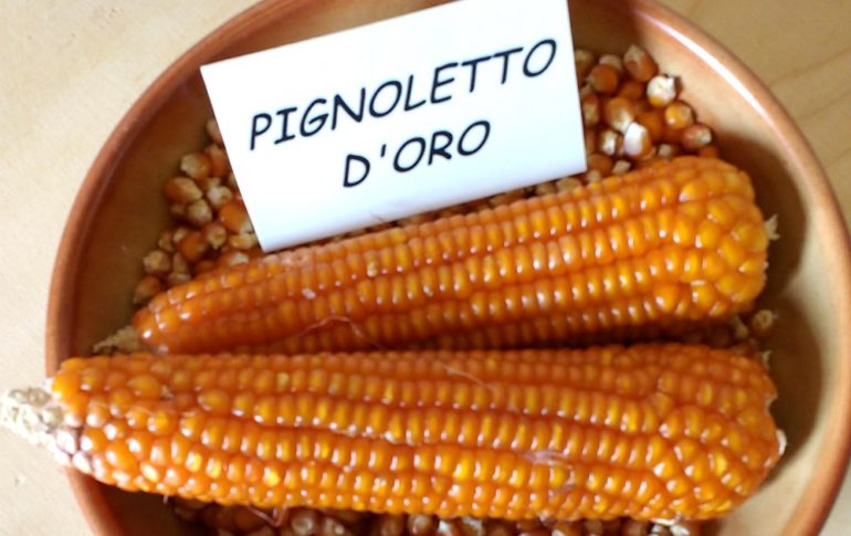 pignoletto-d-oro