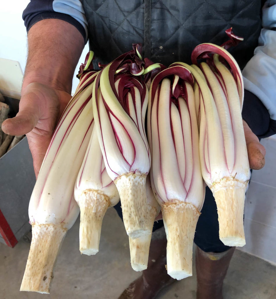 Strada del radicchio rosso tardivo igp treviso prodotto finito