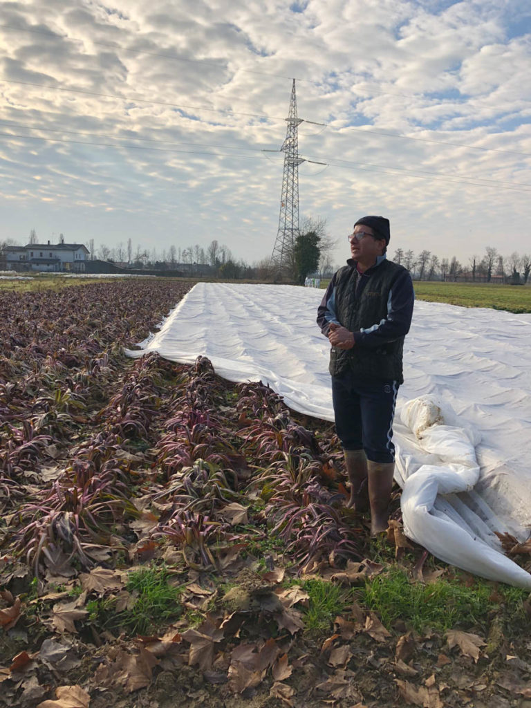 Strada del radicchio rosso di treviso 3