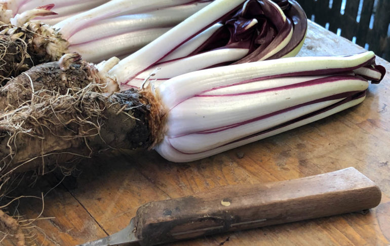 strada del radicchio tardivo igp di treviso